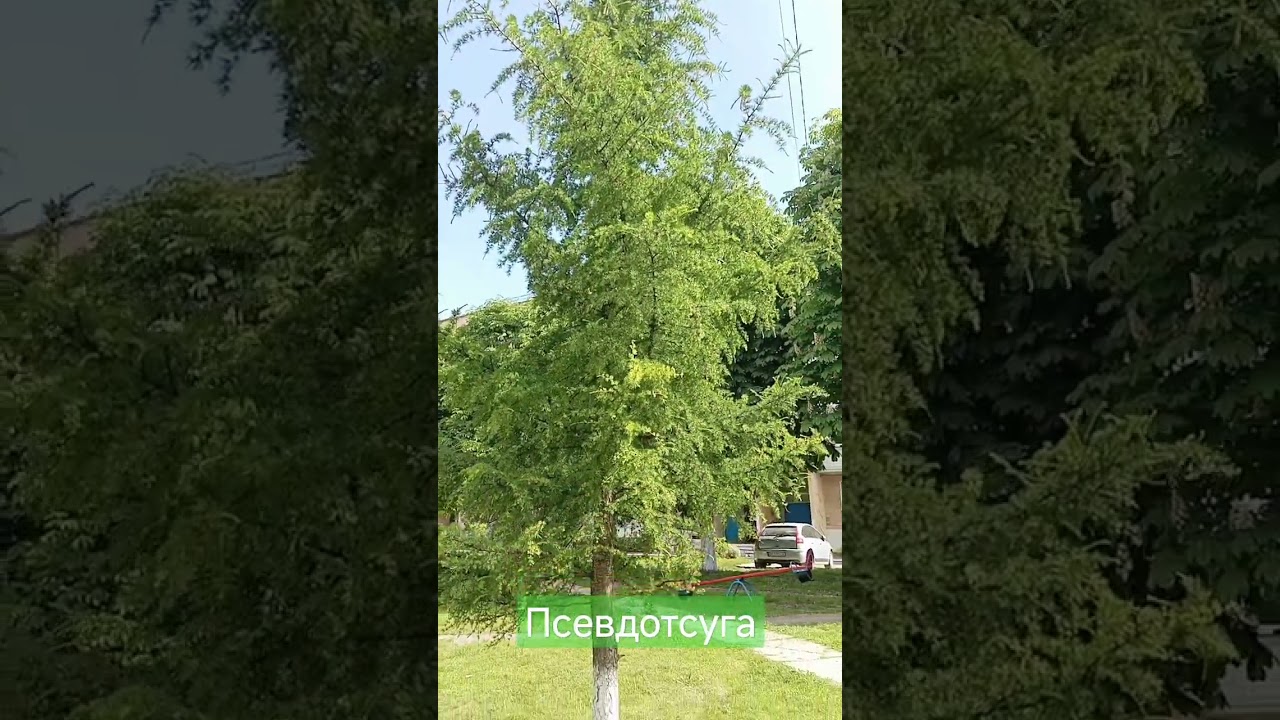 Псевдотсуга