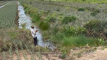 Câu cá lóc Tân Phước | điểm lure cá lóc nông trường khóm
