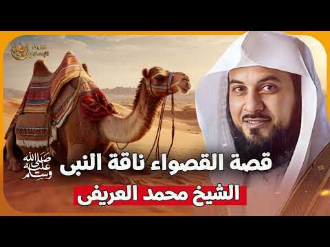 الشيخ محمد العريفي قصة القصواء ناقة النبي ﷺ 