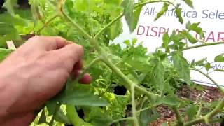 AAS Quick Gardening Tips - What Are Tomato Suckers?: How to Identify, Remove and Keep Them