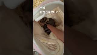 스킨쉽 성공ㅎ #슈가글라이더 #날다람쥐 #shorts