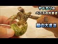 【都市伝説】ヤドカリの殻はペニスがデカイほど殻も大きいらしい