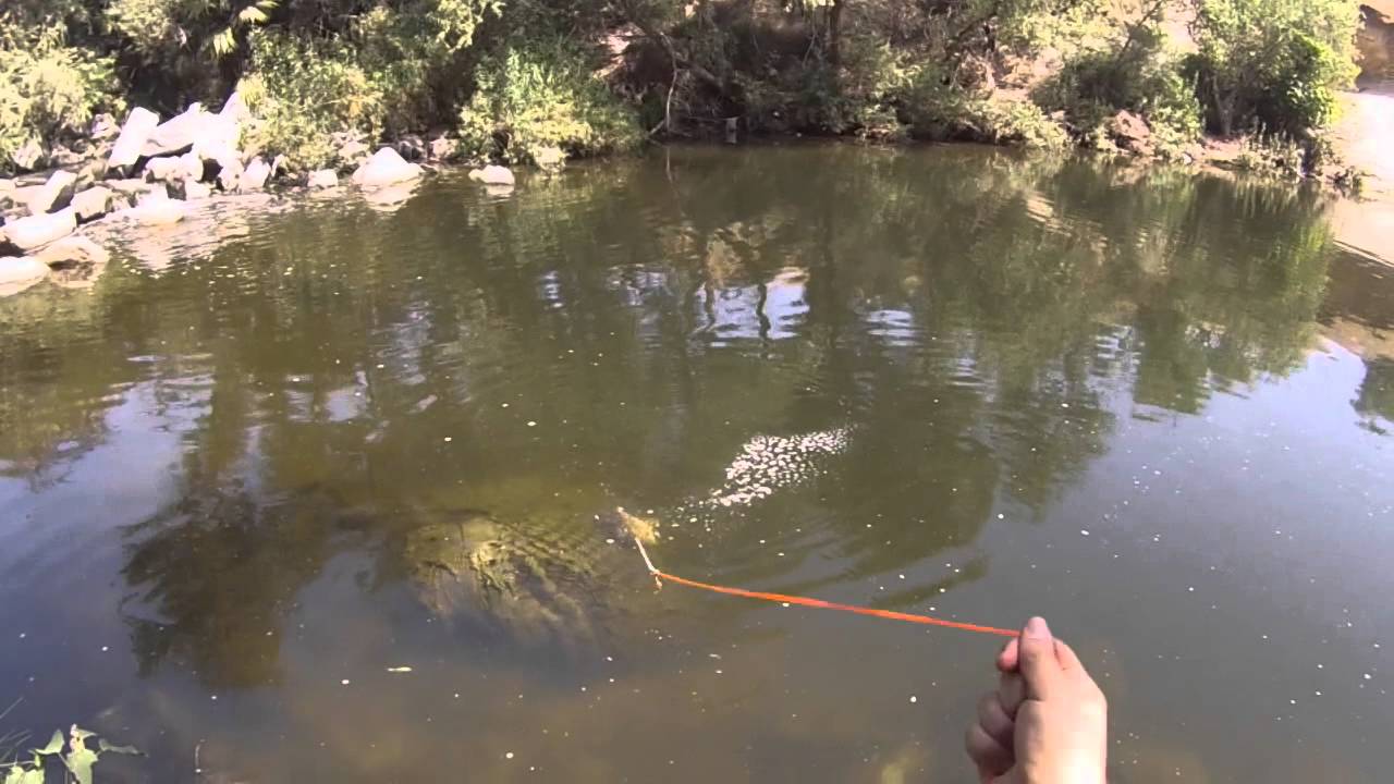 Bow fishing in The inland empire