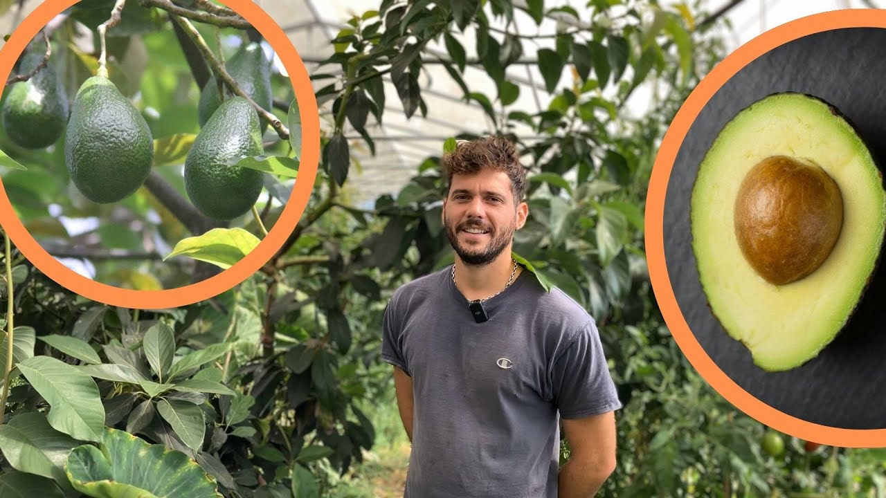 🇫🇷 Je goûte l’avocat français de métropole : tout pour le cultiver chez vous !