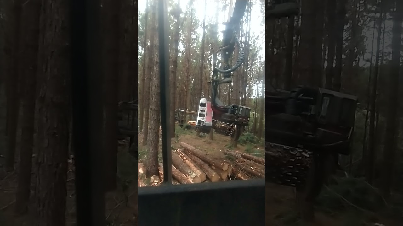 Log max 5000 no 2° desbaste