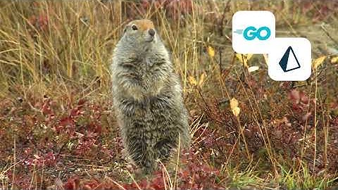 Prisma Client Go at Prisma Day 2021