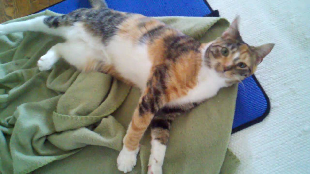 LuLu The CH Cat February 2011 YouTube