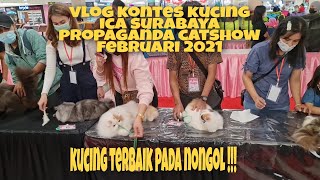 Kontes kucing pertama ICA SURABAYA di 2021, kucing ras terbaik nongol semua