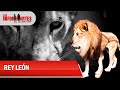 Júpiter: El rey león de los besos y abrazos - Los Informantes