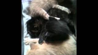 Kittens in Joplin