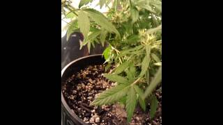 CFL grow g13 flowering..lighting updates