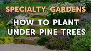 How to Plant Under Pine Trees