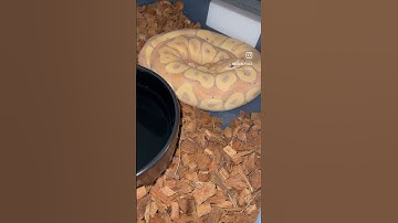 Zombie 2. #zombieshorts #blue #shedding #python #snake #shortvideo #ballpython