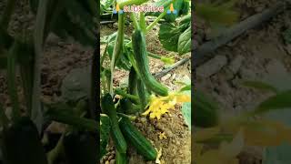 🌿"Farming &amp; Kuwait" 🌱🥬🥒🥝 #ytstudioes