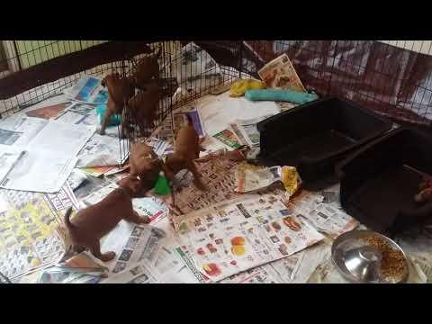 Kincora Puppies 25181