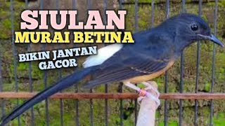 SUARA MURAI BATU BETINA memanggil jantan agar Emosi jadi NYAUT BUNYI GACOR BONGKAR MATERI ISIAN 