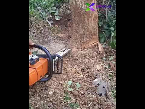 Video: Adakah pemotongan kayu perlindungan mahal?