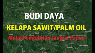 BUDIDAYA KELAPA SAWIT YANG BAIK  II  CULTIVATION OF GOOD PALM OIL