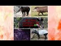 El Tapir, Animales de Panamá🌿🇵🇦