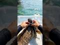 Witness the Ocean Through a Pearl Grouper's Eyes | POV ANIMAL 🌊