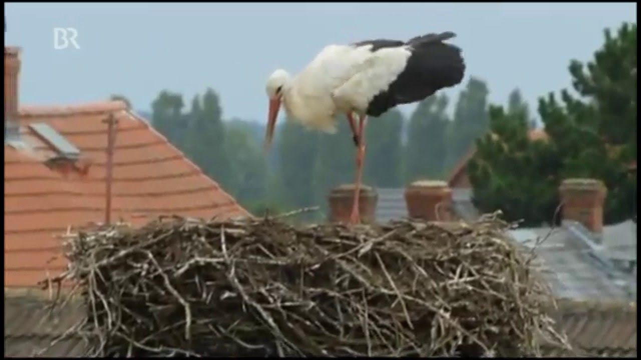 Die fantastische Reise der Vögel - Europa (2 von 3) - YouTube