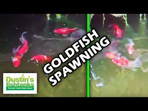 Download HOW TO BREED GOLDFISH: Goldfish spawning early morning Mp3 and Video HOW TO BREED GOLDFISH: Goldfish spawning early morning