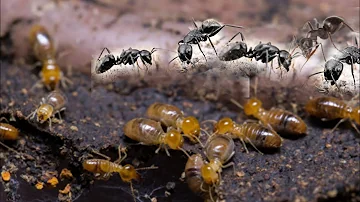 ¿Hay guerras entre hormigas?