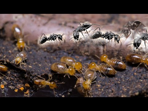 hormigas vs termitas | Una guerra épica