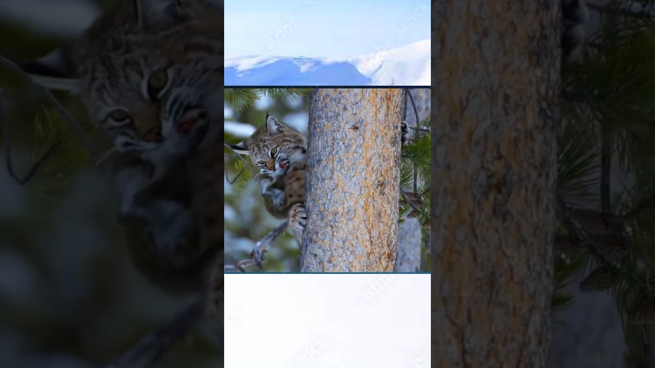 Snow leopards hunting । Wildlife Photography 