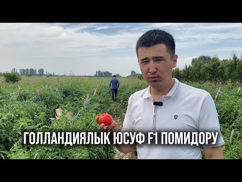 Video: Голландиялык помидор сорттору: сүрөттөлүшү, өсүп жаткан өзгөчөлүктөрү, сүрөттөр