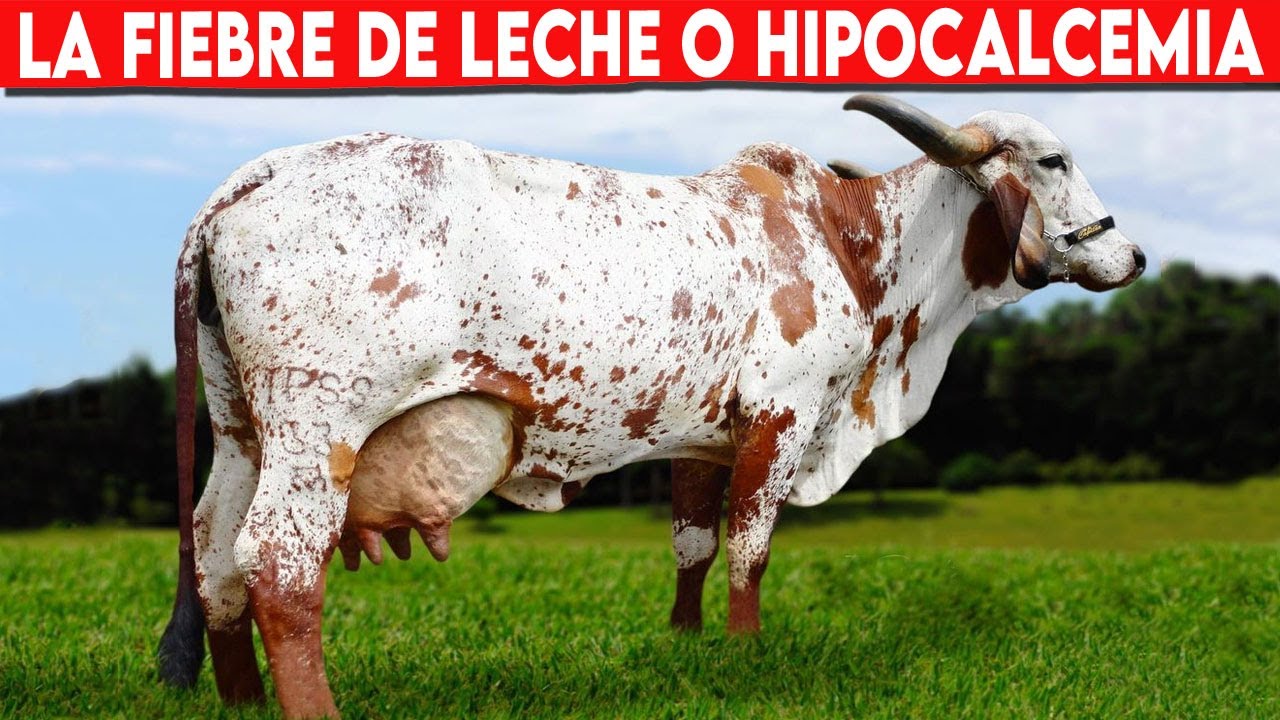 Importancia De Mantener Niveles Adecuados De Calcio En VACAS LECHERAS ...