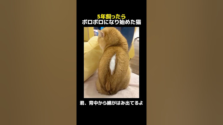 5年飼ったらボロボロになり始めた猫