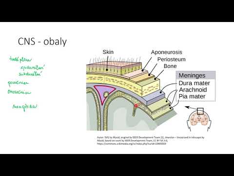 Video: Traumatické Poškození Mozku: Patofyziologie Pro Neurokritickou Péči