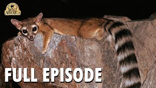 Wild America | S10 E8 'Ringtailed Rascals' | Full Episode | FANGS