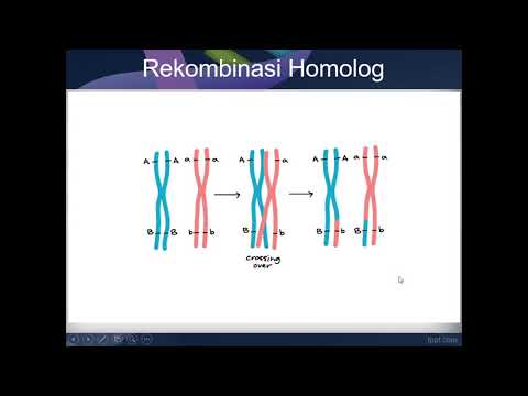 Video: Perbedaan Antara Rekombinan Dan Non Rekombinan