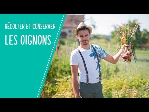 Vidéo: Récolte des oignons - Quand et comment récolter les oignons