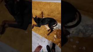 Doberman vs Koltuk Devamı #shorts