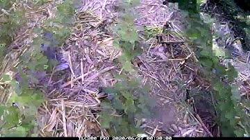 Time Lapse Soybean Field