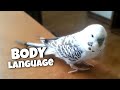 🌍 budgie body language (part 2)