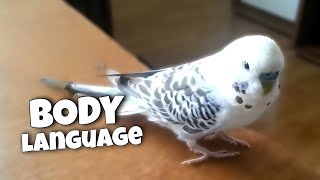 Budgie Body Language | part 2