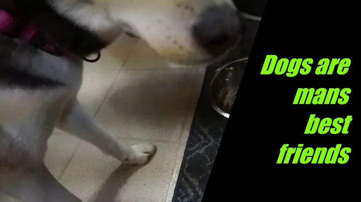 A mans best friend wont lie
