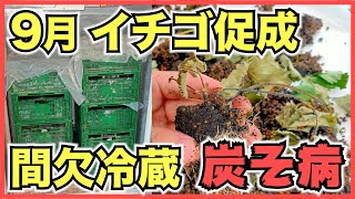 【イチゴの促成栽培】9月は間欠冷蔵処理と苗の定植、炭そ病の被害と対策【花芽の分化と発達のバランス】