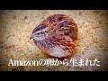 Amazonの卵から生まれたウズラがこんな大きくなりました！