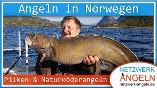 Pilken und Naturköderangeln in Norwegen: So fängt man Dorsch, Seelachs, Leng, Lumb und Seehecht!