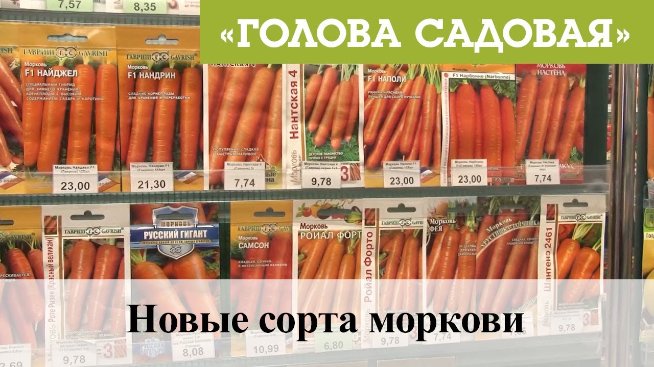 Новые Сорта Моркови На 2022 Год