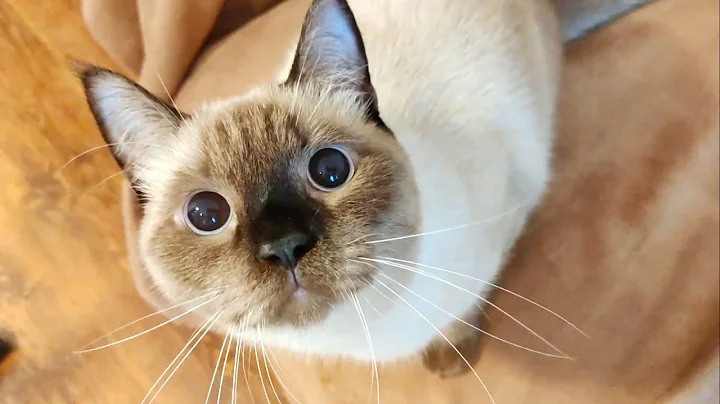 Watch the video about Moments Of Attack Of The Hunting Siamese Cat Chia