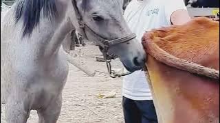 Real video of horse VS cow mating || Horse power 