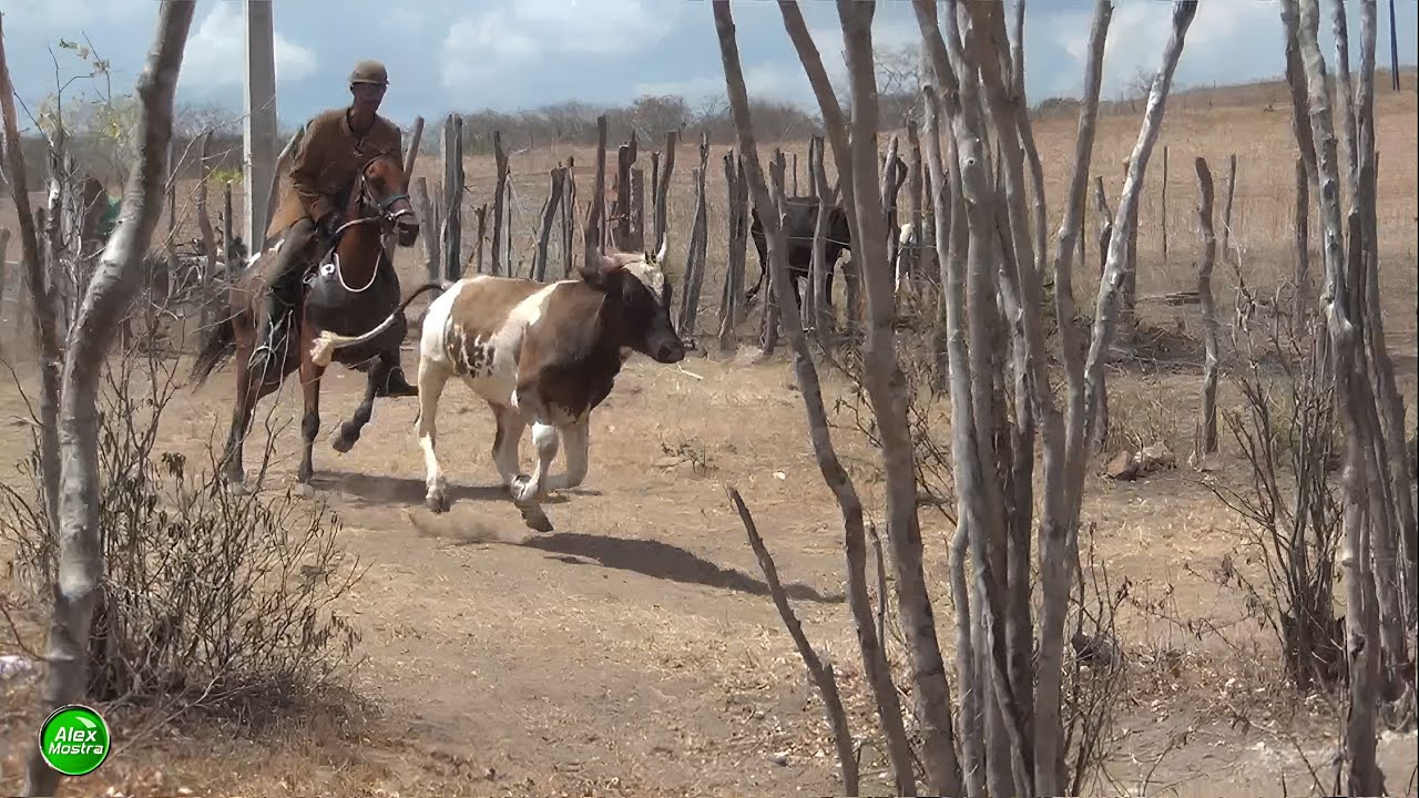 Vaquejada - Corrida de Pega de Boi no Mato 2026 em Porto da Folha-SE