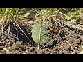 The Flying Leaf Disaster | 4k mems #shorts #antizoo #zone |