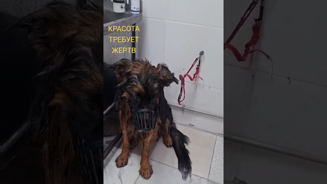 Генри Чойс немец 🐕‍🦺🐾 Красота требует жертв, 29.01.2026 ✨💦 